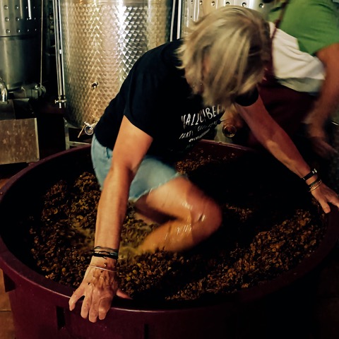 Grape stomping is not for wimps. Photo © Jaime Barrera